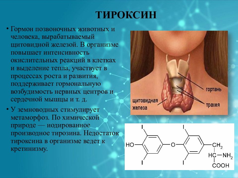Тироксин Лишний Вес