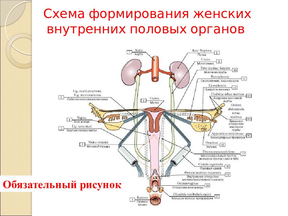 Схема формирования женских внутренних половых органов
