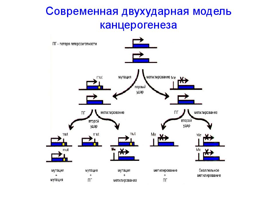Современная двухударная модель канцерогенеза