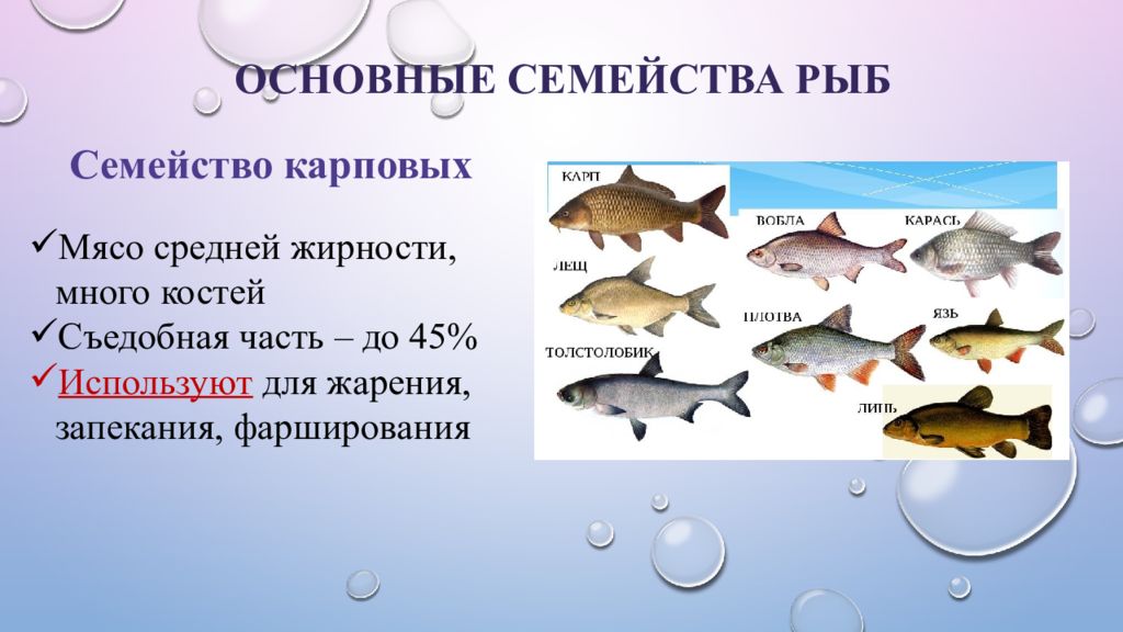 Реферат: Сравнительная характеристика семейства рыб и видов рыб