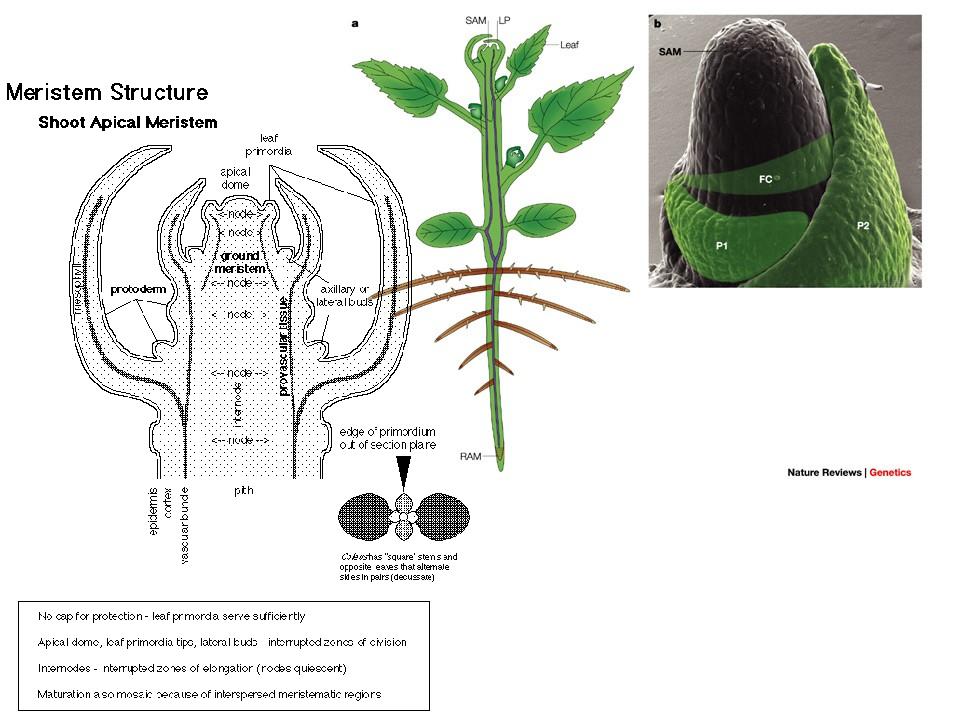 Организм растений