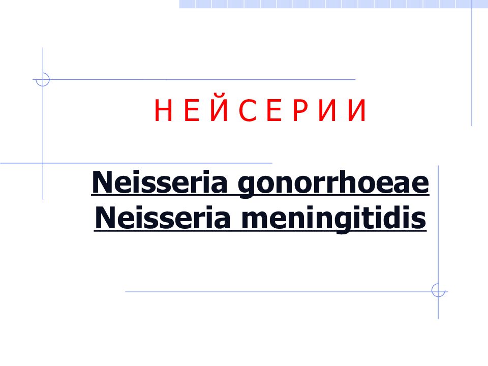 Н Е Й С Е Р И И Neisseria gonorrhoeae Neisseria meningitidis