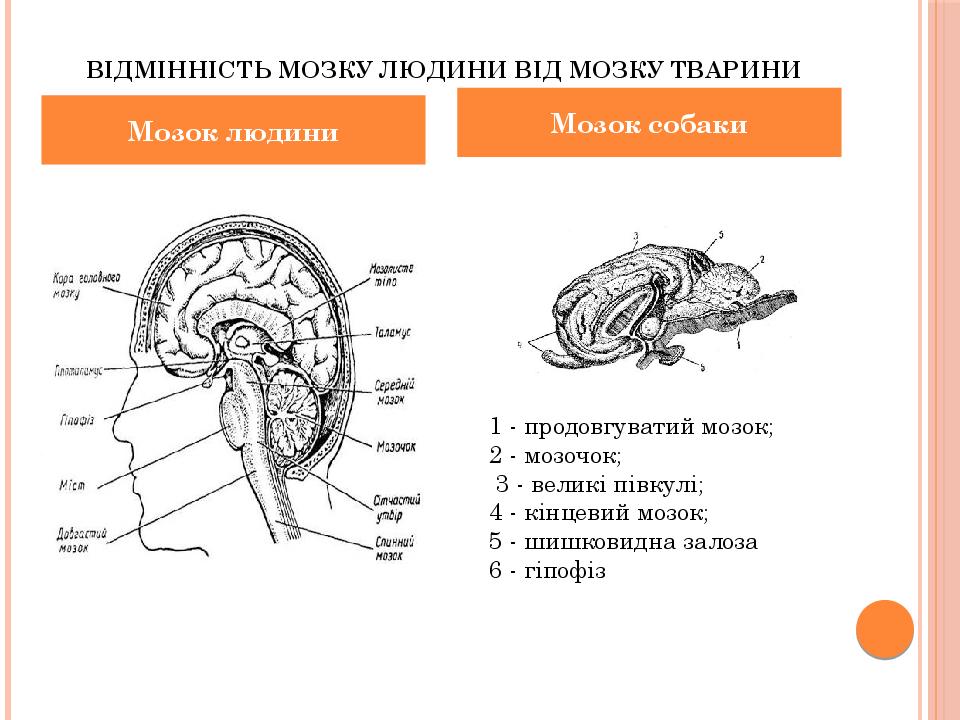 Відмінність мозку людини від мозку тварини