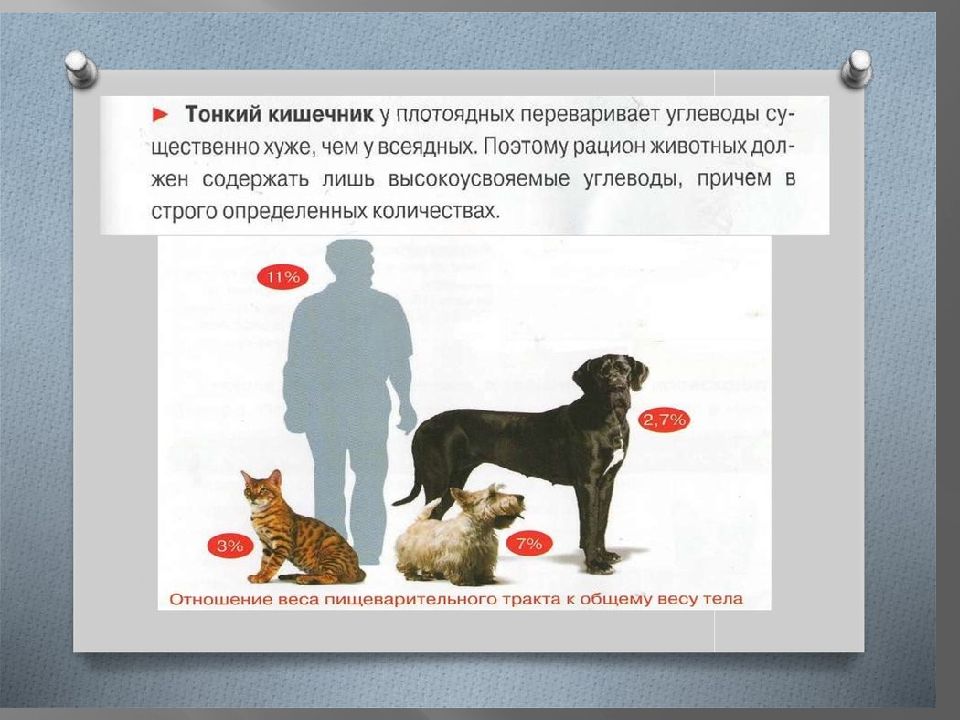 Особенности пищеварения у собак и котов. Питательные и биологически активные