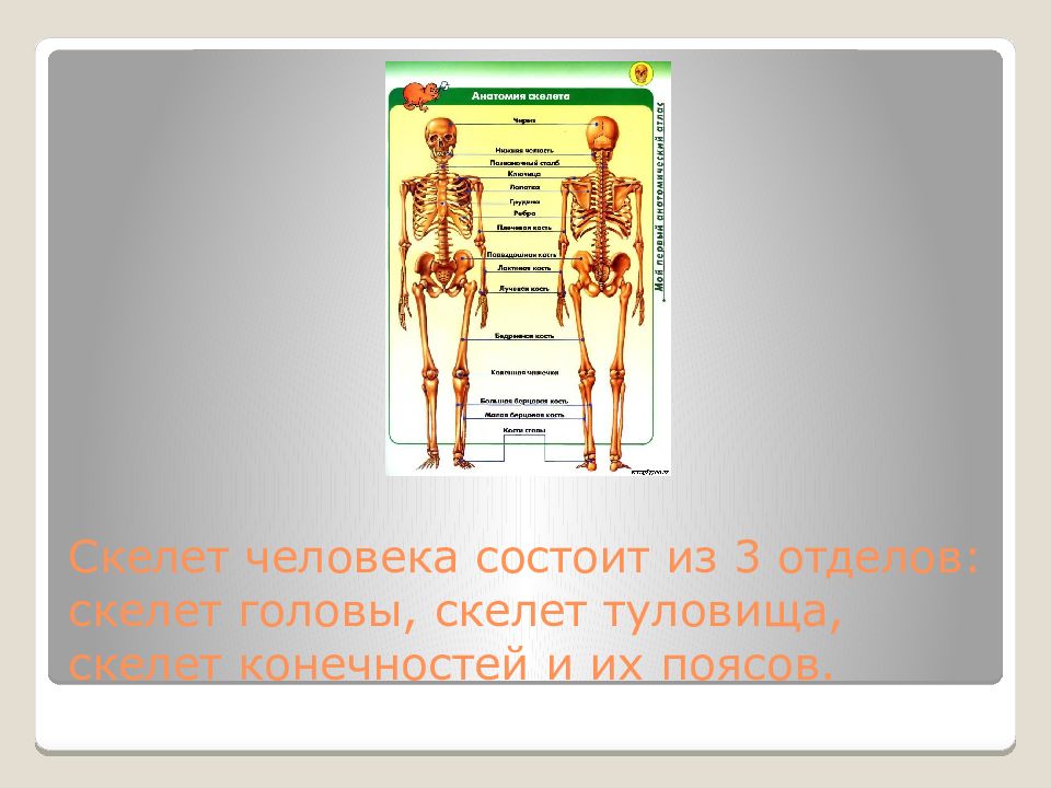 Скелет человека состоит из 3 отделов: скелет головы, скелет туловища, скелет конечностей и их поясов.