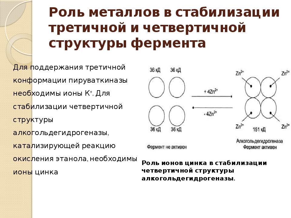 Роль металлов в стабилизации третичной и четвертичной структуры фермента