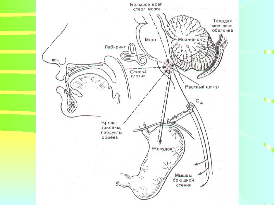 Анатомо-физиологические особенности и семиотика поражения полости рта,