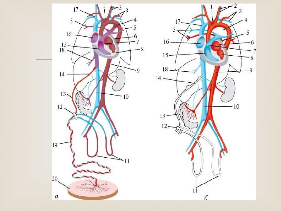 Анатомо – физиологические особенности сердечно – сосудистой системы детей
