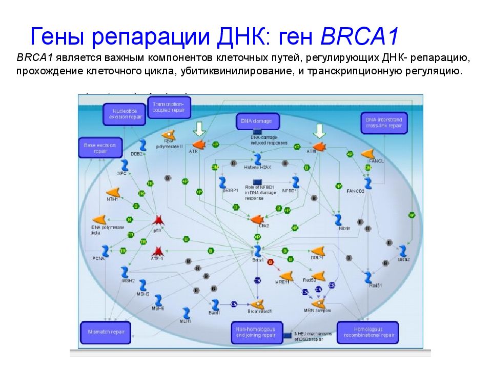 Гены репарации ДНК: ген BRCA1