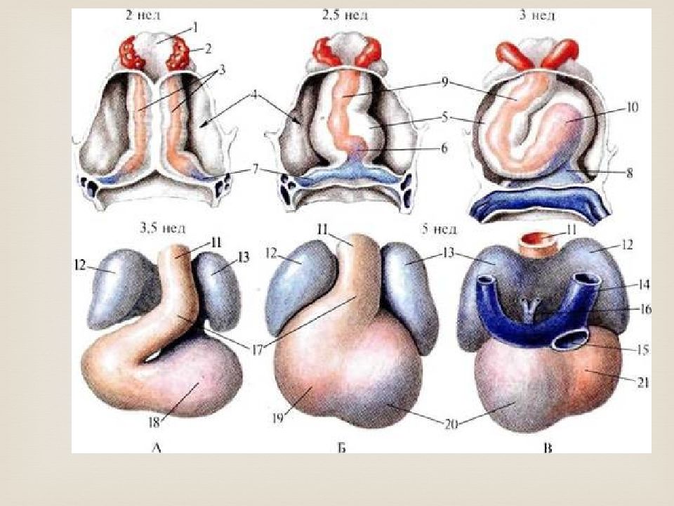 Анатомо – физиологические особенности сердечно – сосудистой системы детей