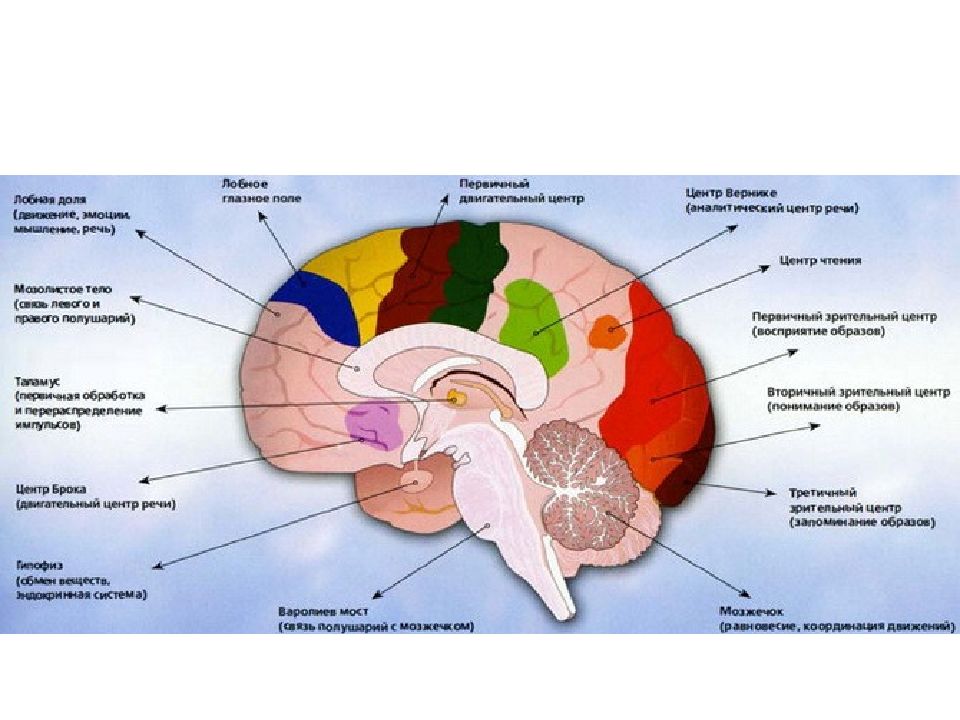 Мозг как субстрат психических процессов. Теории системно-функциональной
