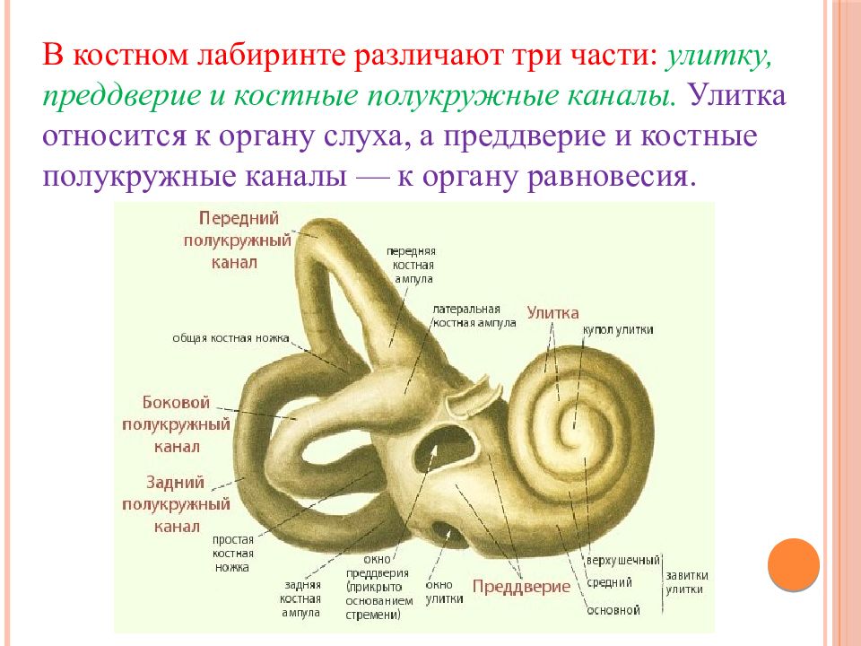 Органы слуха и равновесия. Их анализаторы