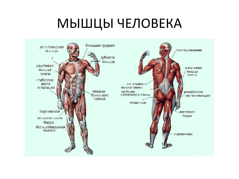 Мышцы Человека Фото С Названиями