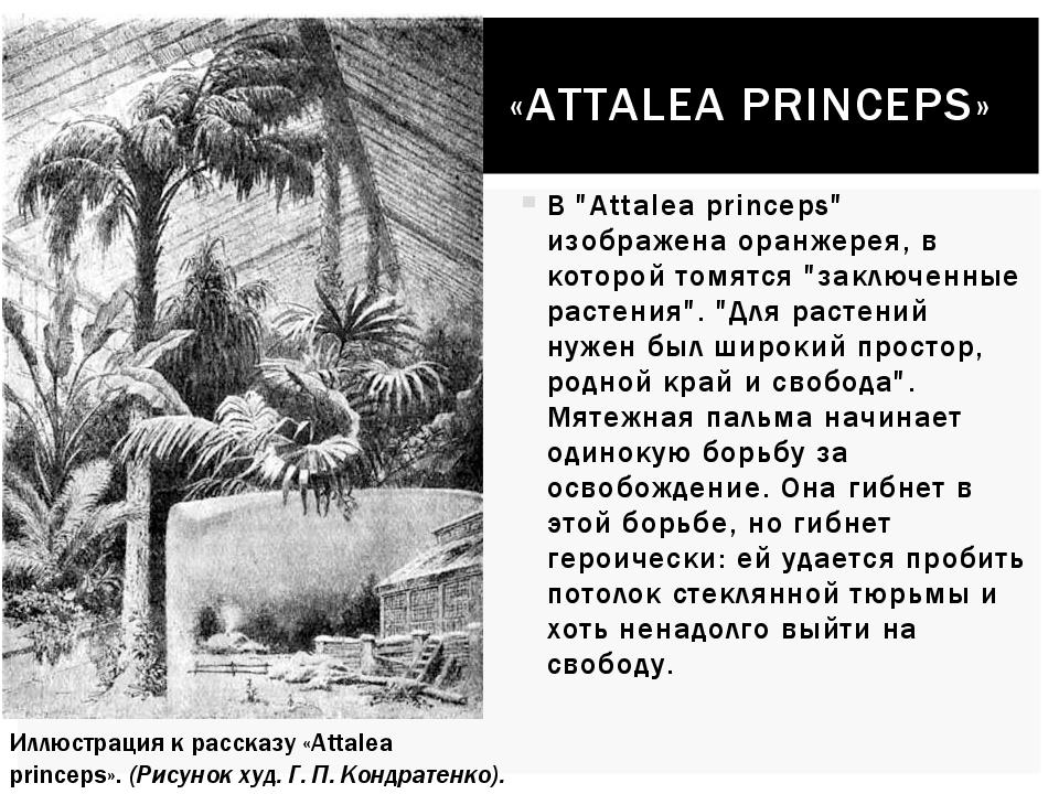 «А ttalea princeps »