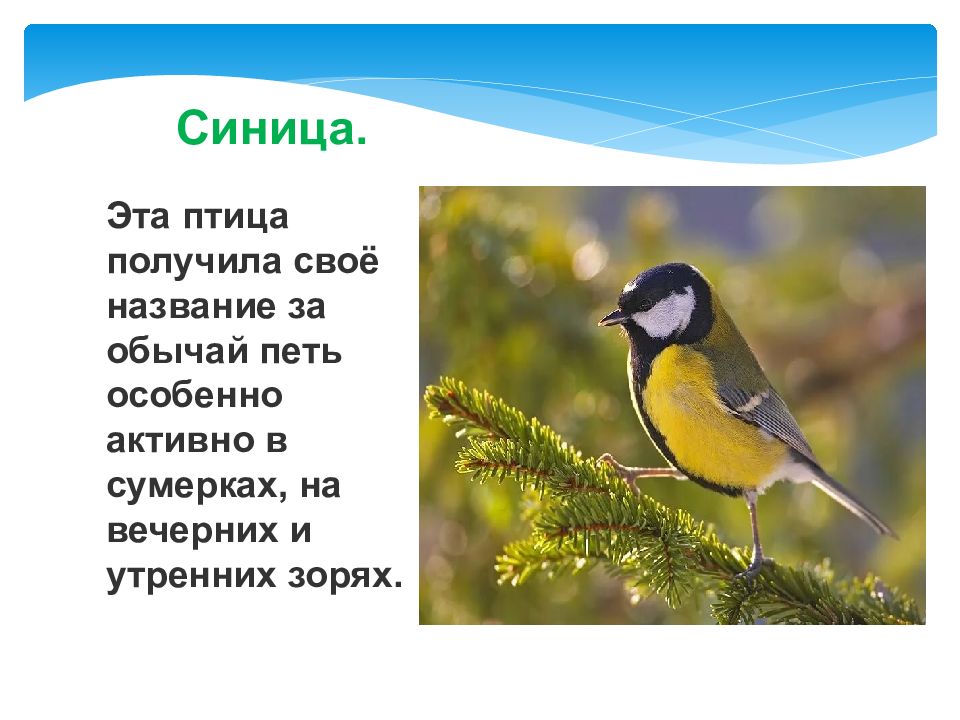 Птицы Якутии Фото И Название