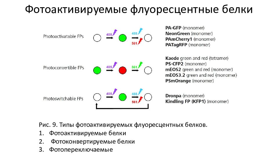 Фотоактивируемые флуоресцентные белки