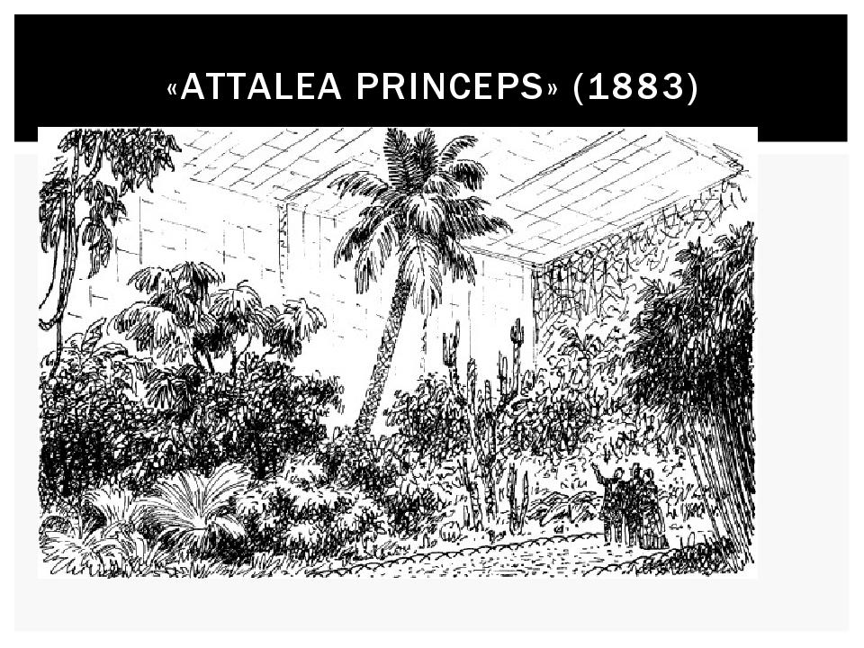 «А ttalea Princeps » (1883)