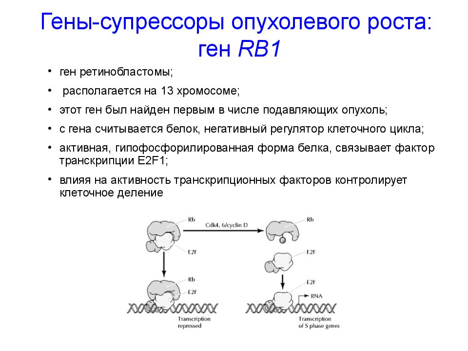 Гены- супрессоры опухолевого роста: ген RB1