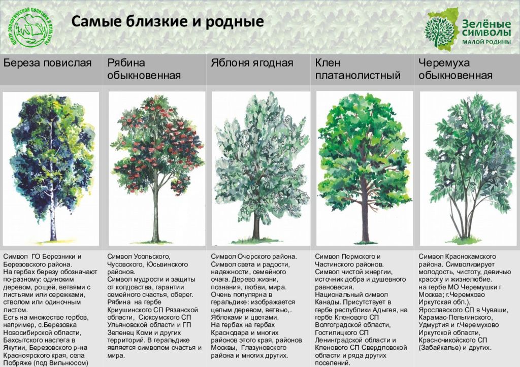 Деревья тульской области фото с названиями и описанием