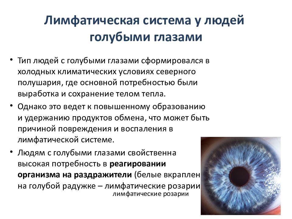 Лимфатическая система у людей голубыми глазами