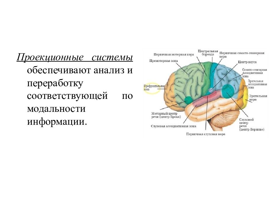 Мозг как субстрат психических процессов. Теории системно-функциональной