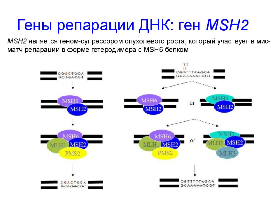 Гены репарации ДНК: ген MSH2