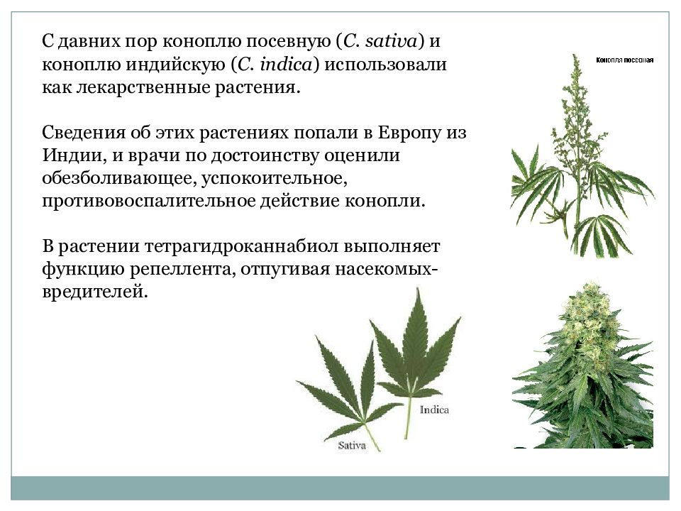 Конопля срок украина скачать книги про марихуану