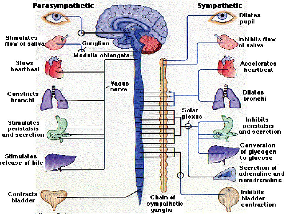 Лекция по теме Заболевания вегетативной нервной системы