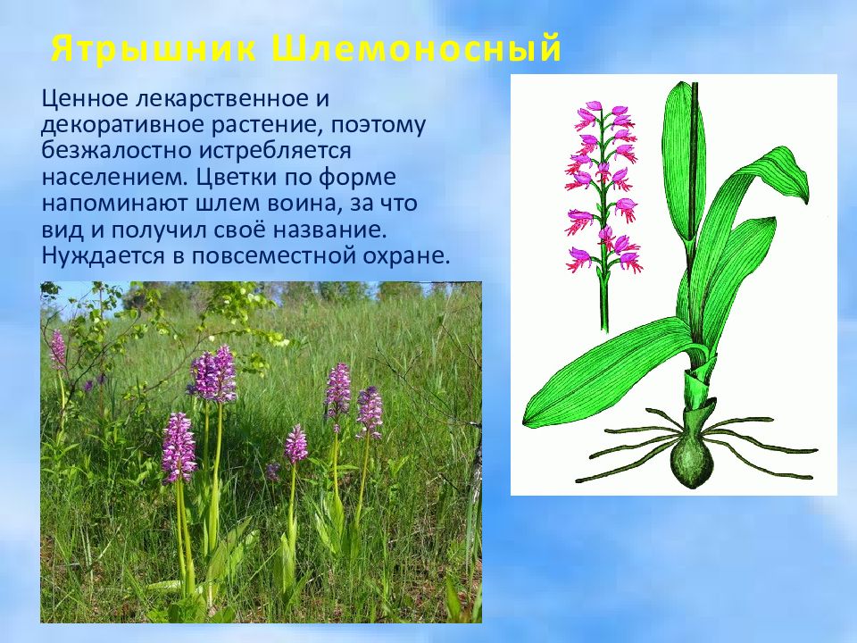 Травы Оренбургской Области Фото И Названия