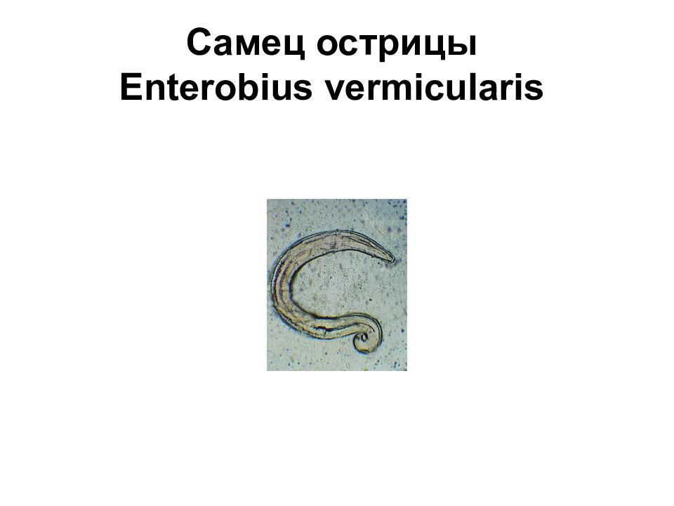 Enterobius vermicularis evolúciós forma