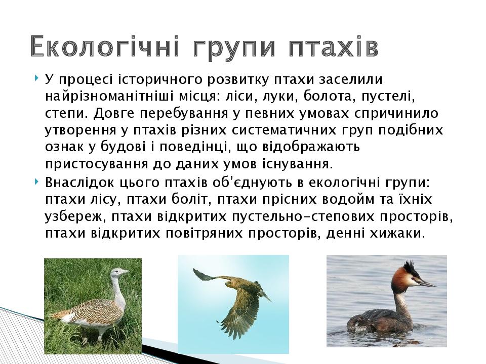 Екологічні групи птахів