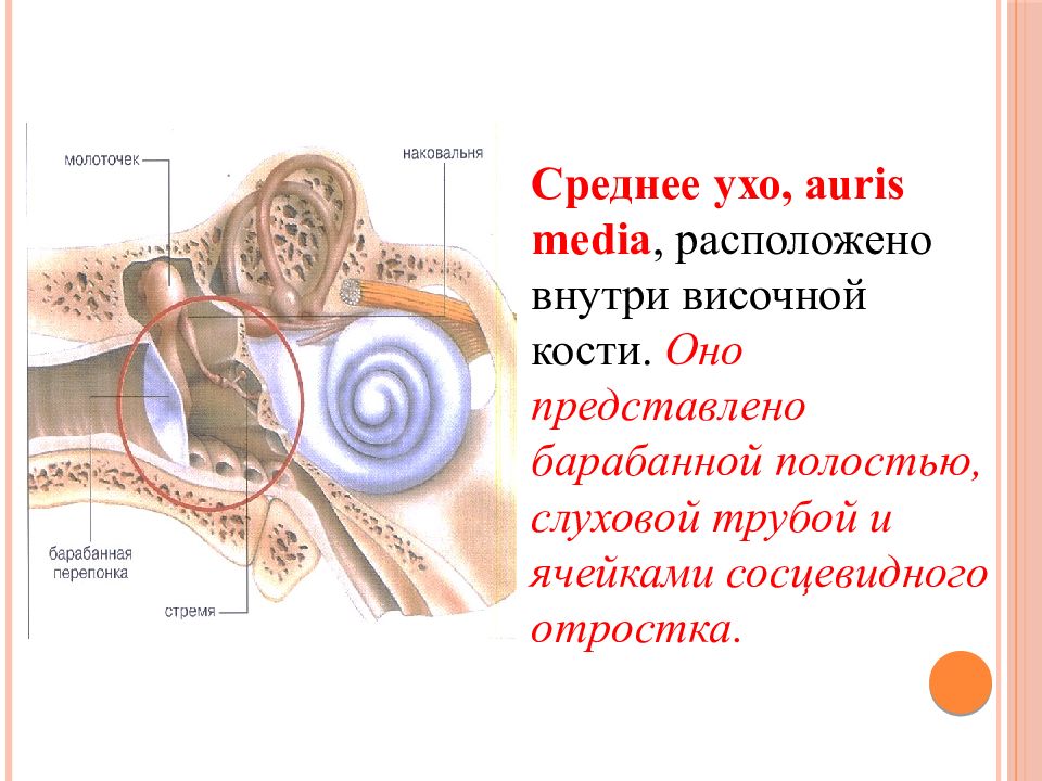 Органы слуха и равновесия. Их анализаторы