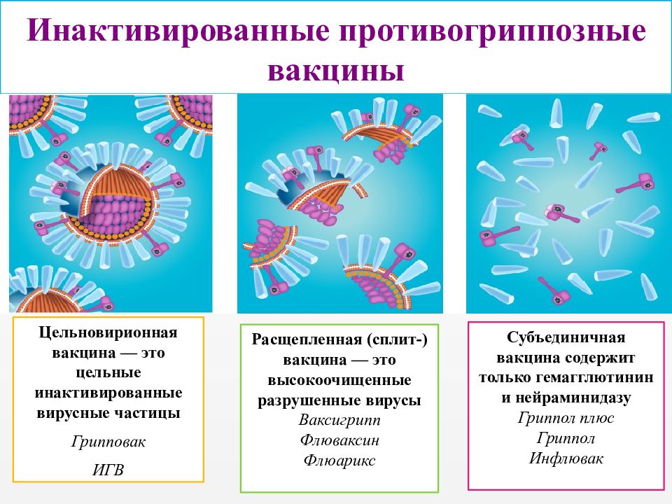 Вакцинопрофилактика инфекций