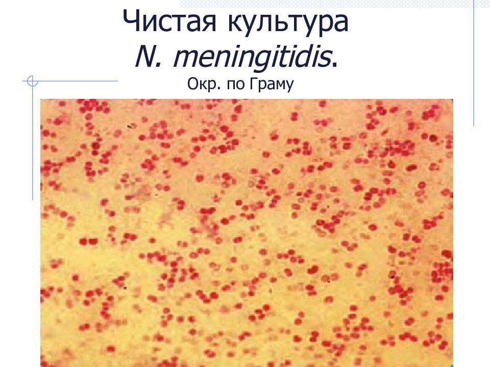 Чистая культура  N. meningitidis. Окр. по Граму