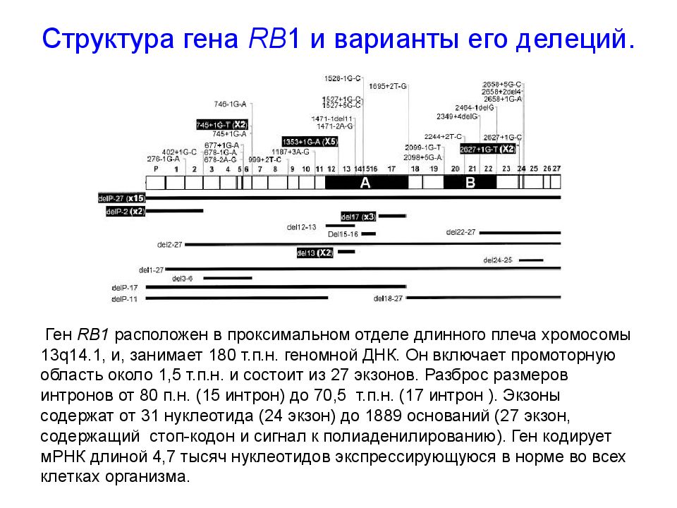 Структура гена RB 1 и варианты его делеций.