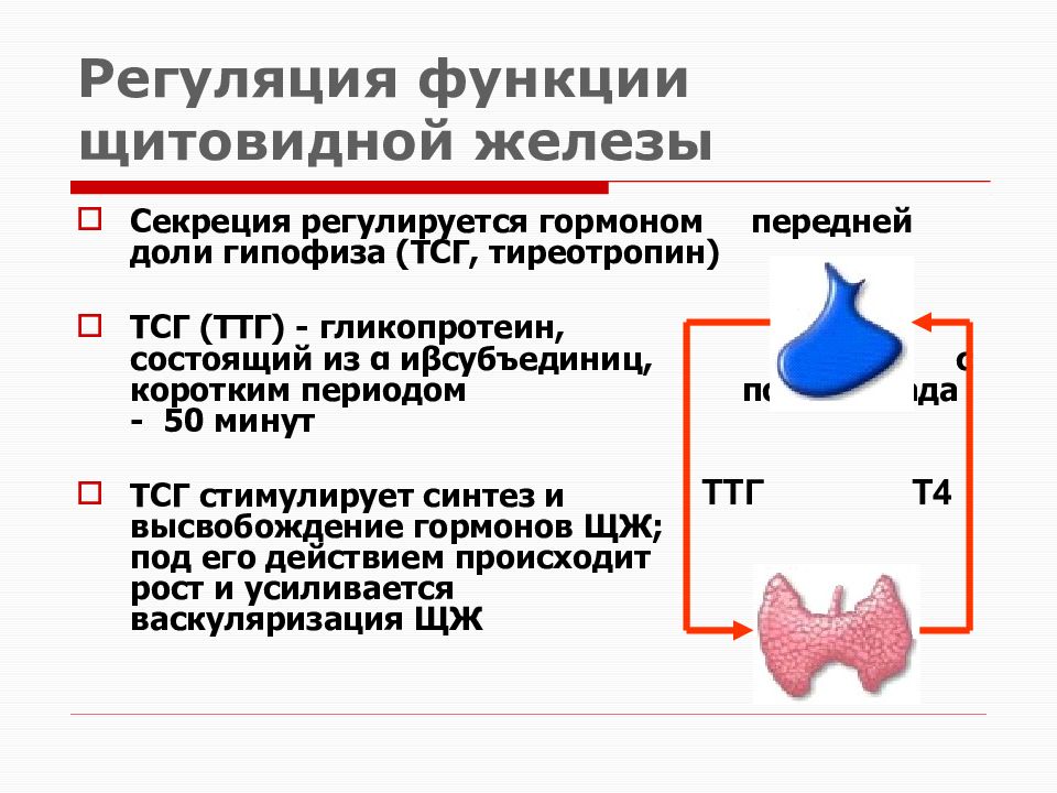 Регуляция функции щитовидной железы